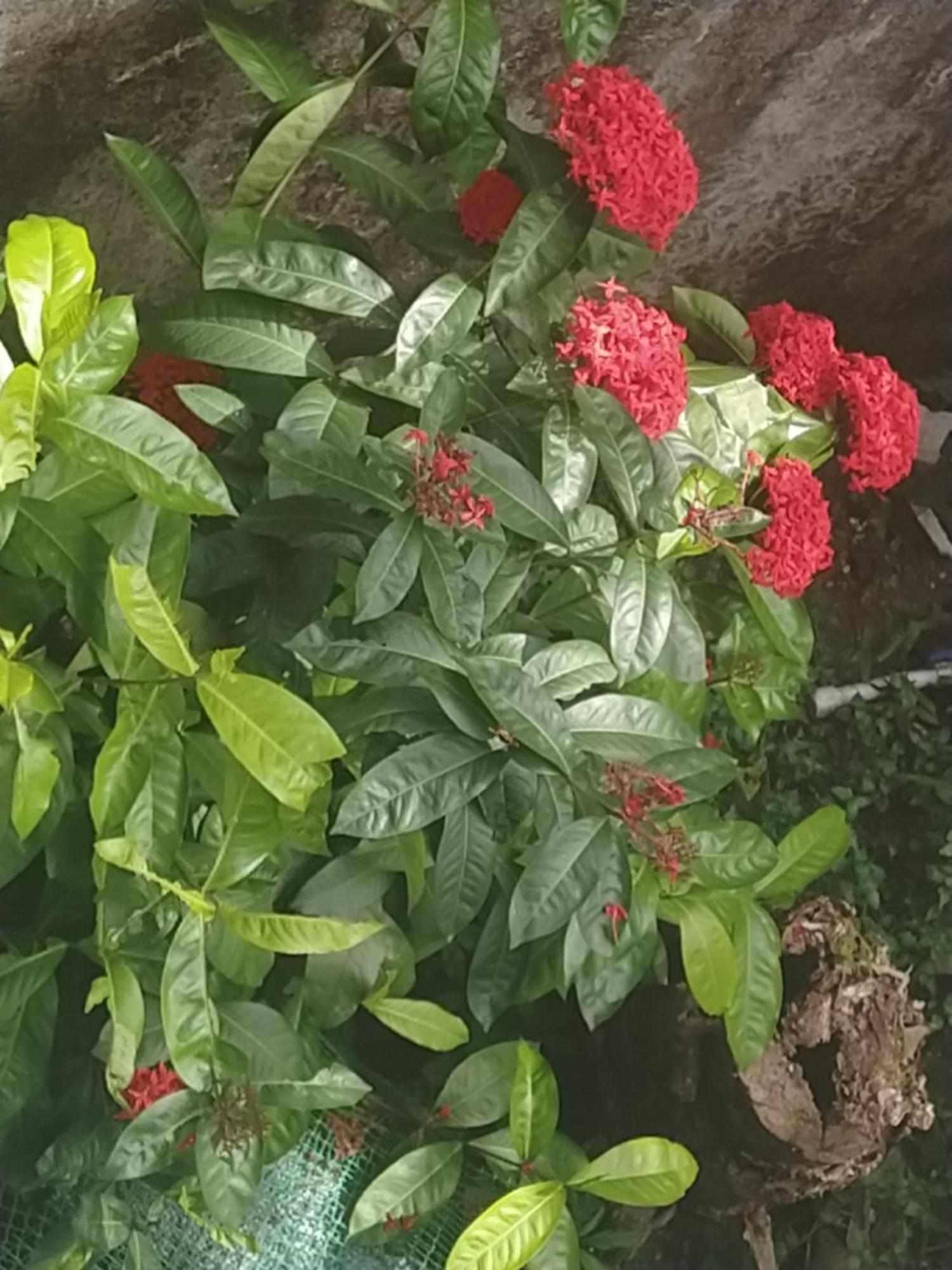 Paradise Inn Guest House Alappuzha Dış mekan fotoğraf