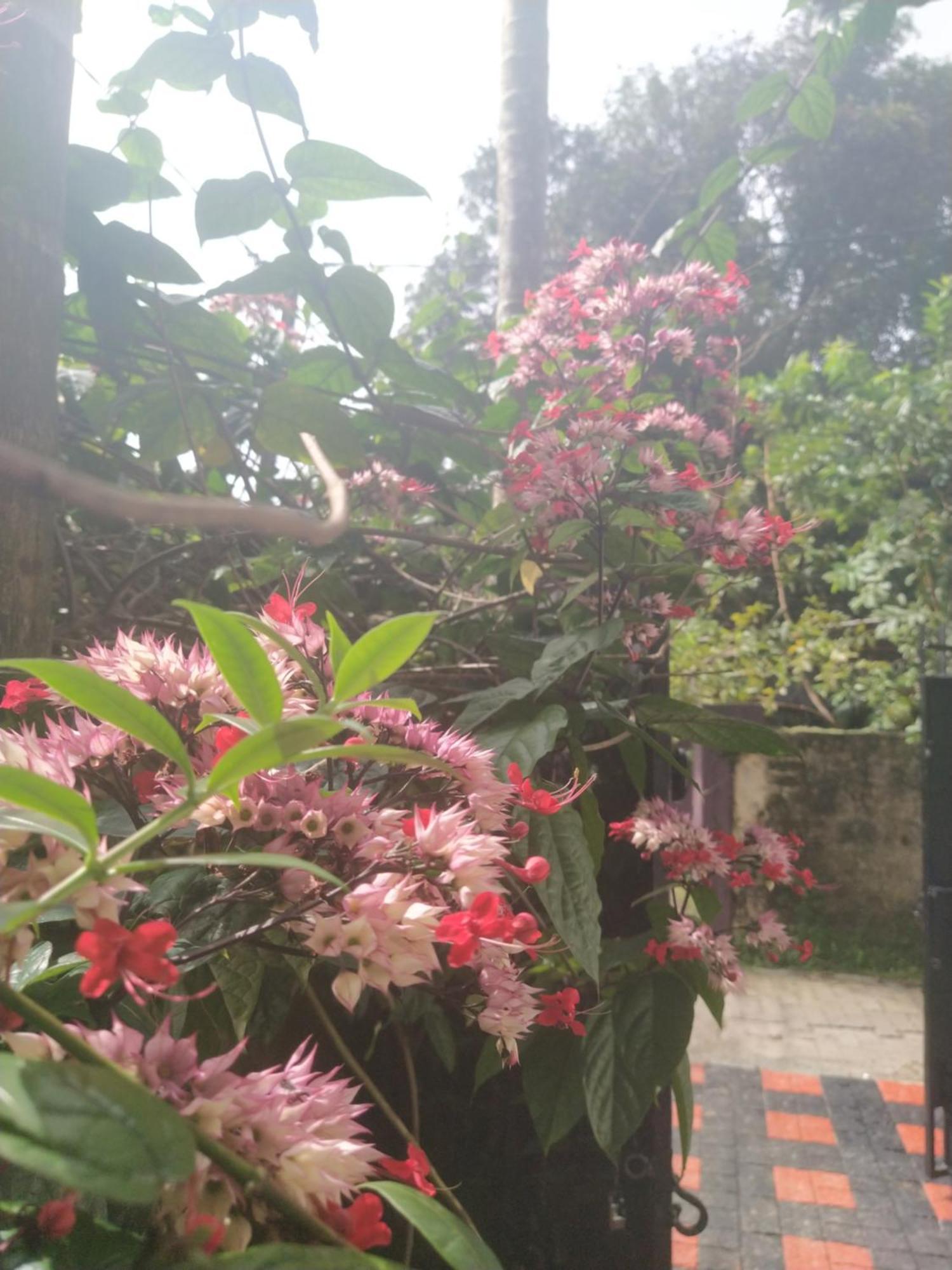 Paradise Inn Guest House Alappuzha Dış mekan fotoğraf
