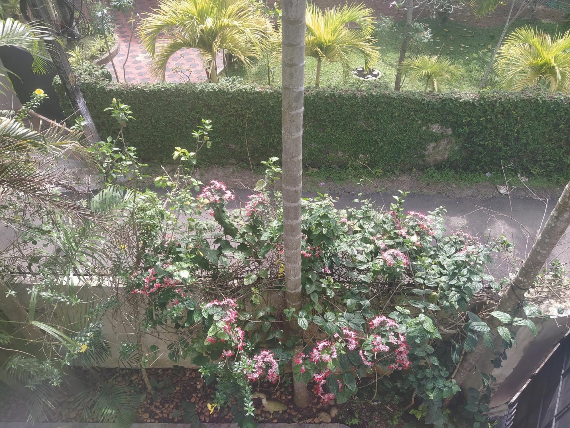 Paradise Inn Guest House Alappuzha Dış mekan fotoğraf